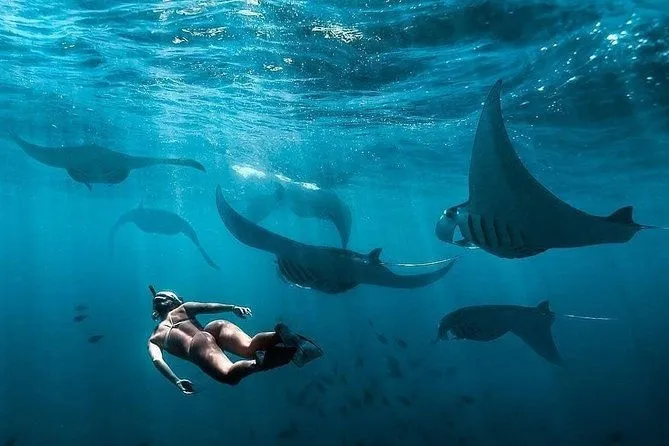 Private Luxury Snorkeling with Manta Rays